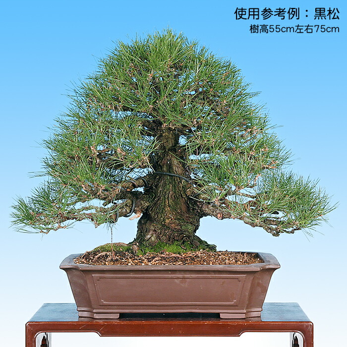 subarujp2005 紫泥 蟹刻 小さな植木鉢 盆栽鉢 M R8812 subarujp2005 紫