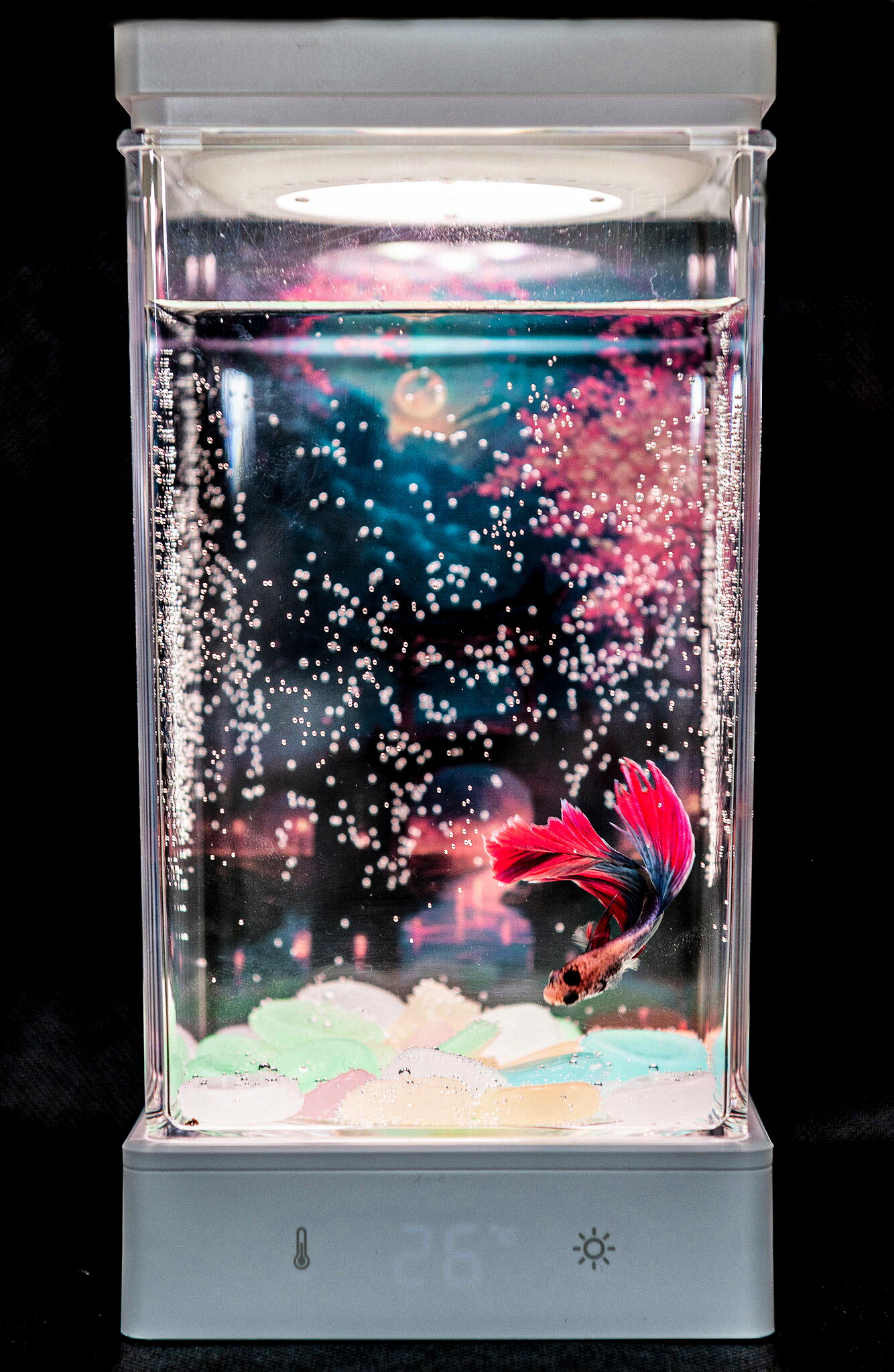 楽天市場】らくらく☆ベタ水槽 BETAβ1 新品 卓上 小型水槽 ベタ