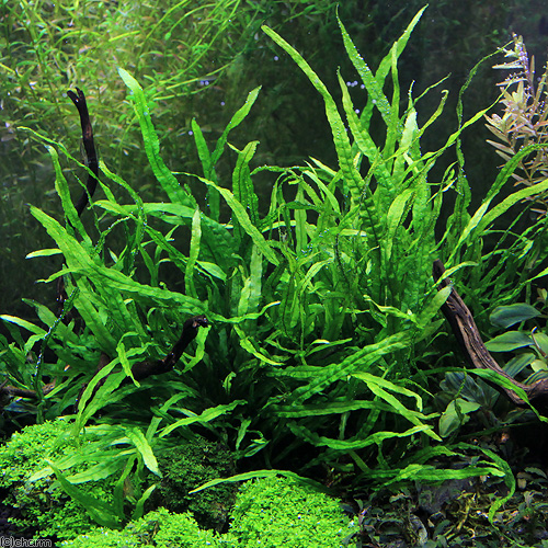 楽天市場】（水草）ミクロソリウム セミナロー（水中葉）（無農薬