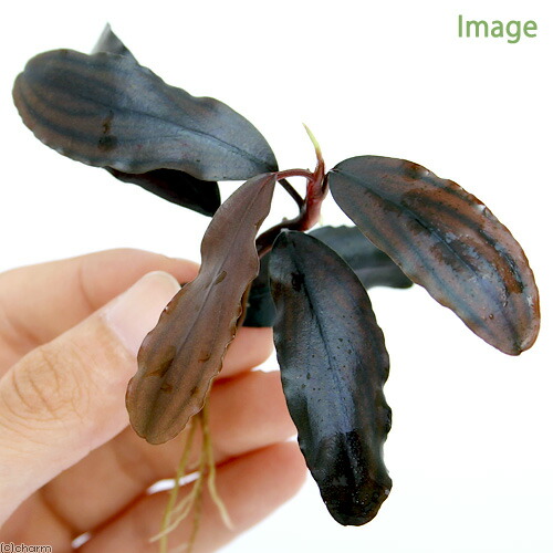 楽天市場】（水草）ブセファランドラsp．Copper Melawi