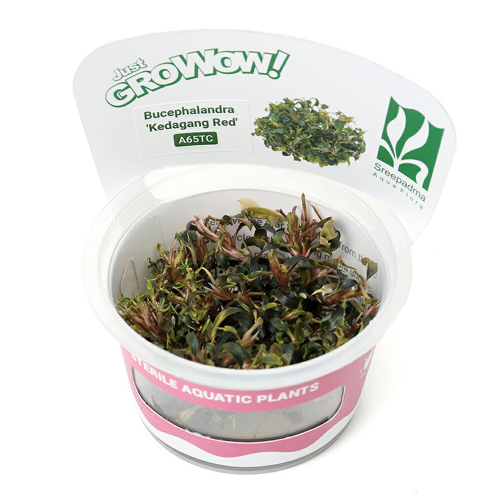 ブセファランドラsp.クダガン 特大10株 ブセファランドラ クダガン 10株