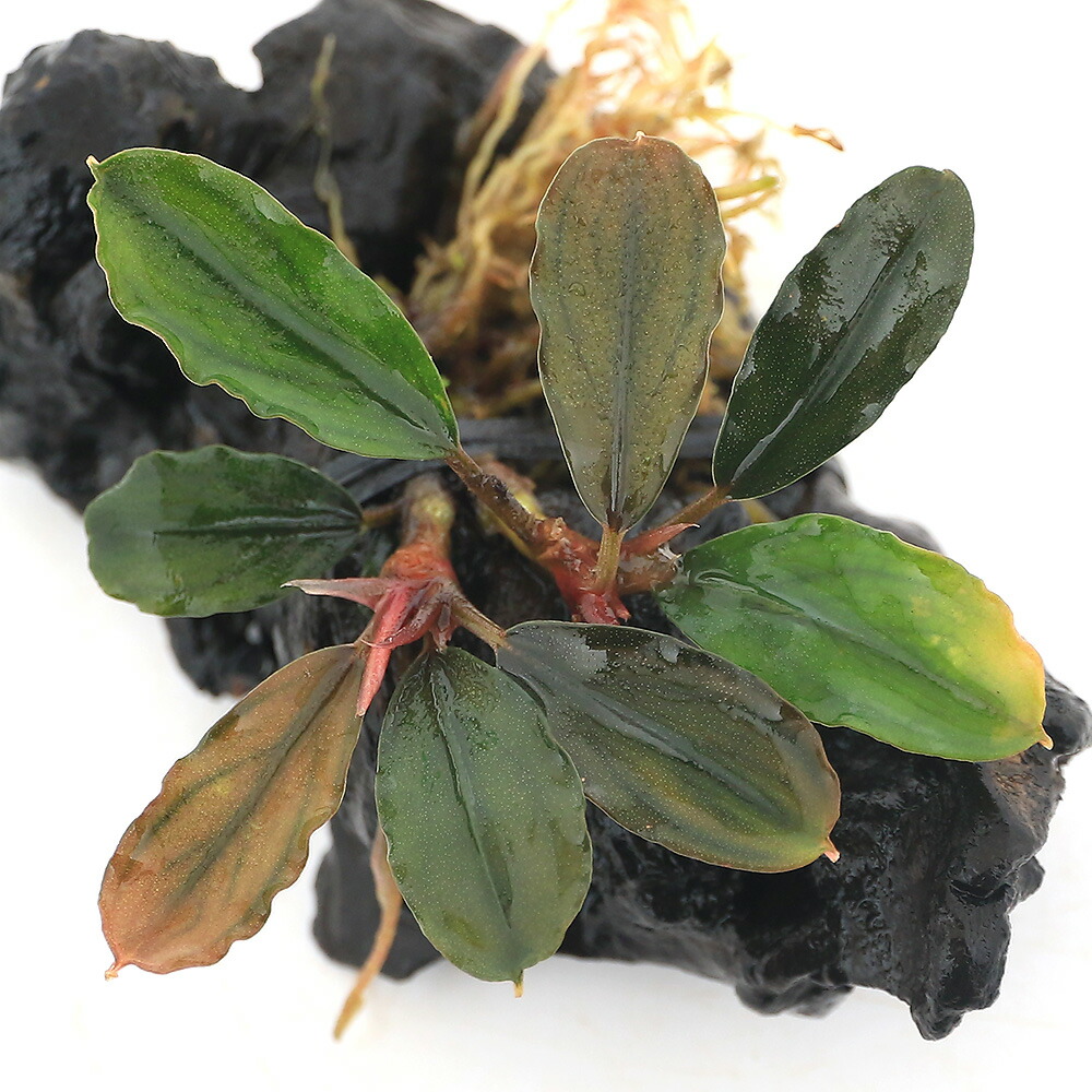 楽天市場】（水草）☆活着済☆ ブセファランドラsp．レインボー