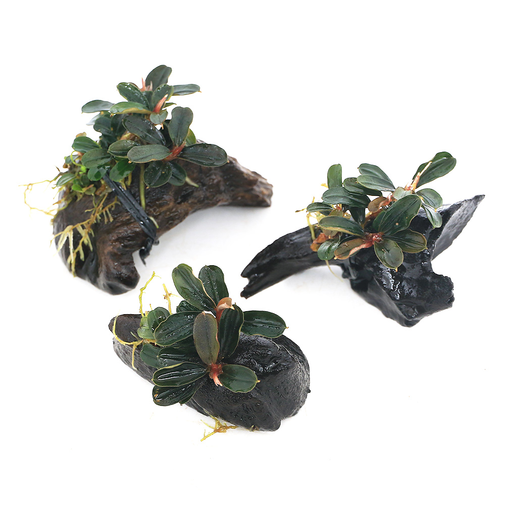 ブセファランドラ sp. ララズ ブセファランドラ sp. ララズ