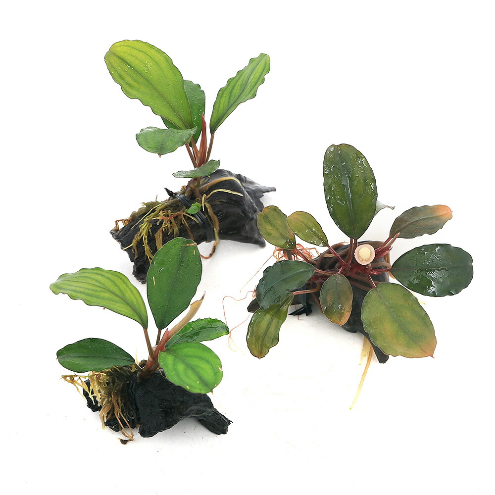 楽天市場】（水草）☆活着済☆ ブセファランドラsp．グリーン