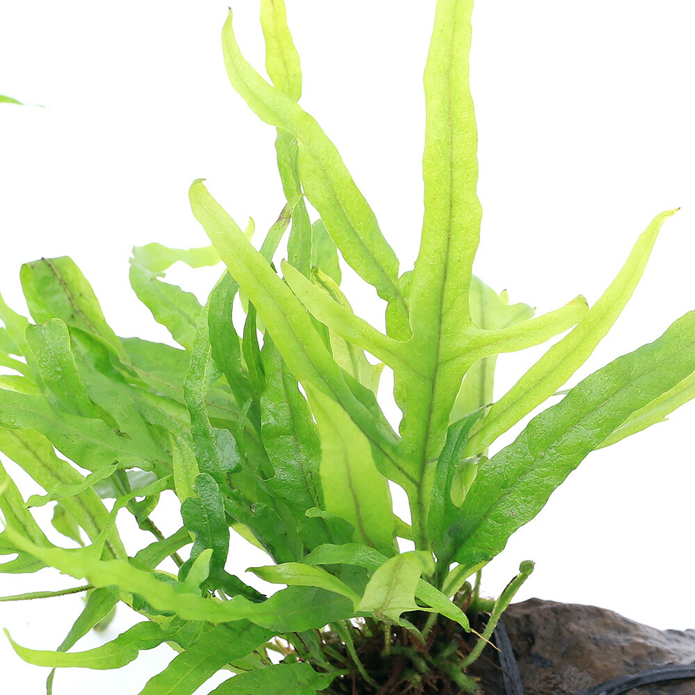 ADA ミクロソリウム トライデント 活着済 流木 楽天市場】（水草