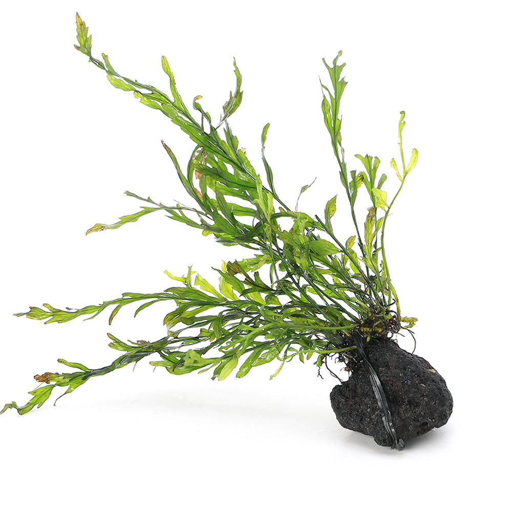 楽天市場】（水草）巻きたて ボルビティス ヒュディロティ 溶岩石 小粒