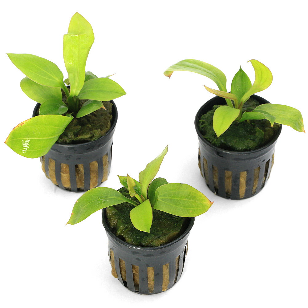 楽天市場】（水草）エキノドルス スバラトゥス ポインティーリーフ