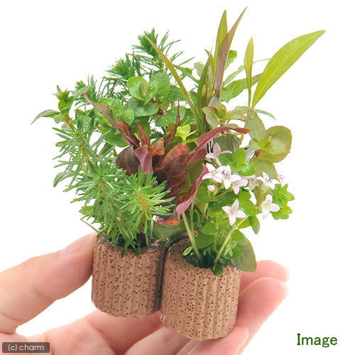 楽天市場】（水草）ライフマルチ（茶）デルタ おまかせ寄せ植え