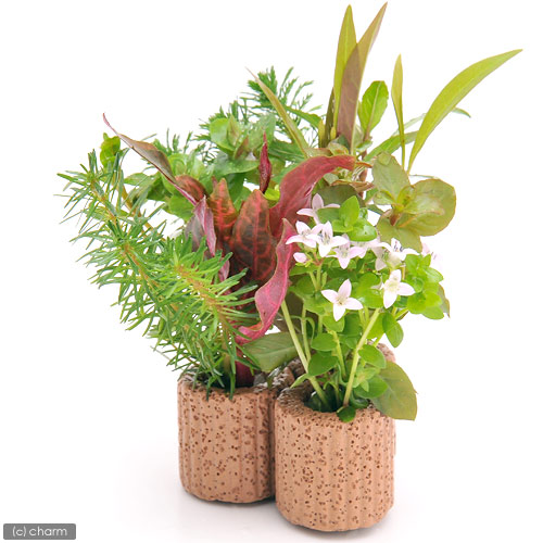 楽天市場】（水草）ライフマルチ（茶）デルタ おまかせ寄せ植え