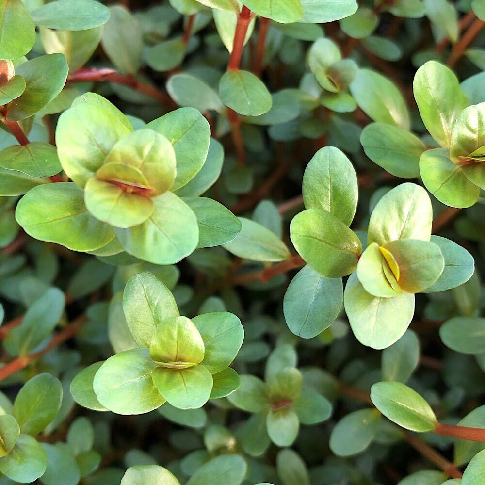 楽天市場】（水草）ロタラ ロトンディフォリア ベトナム H'ra（水上