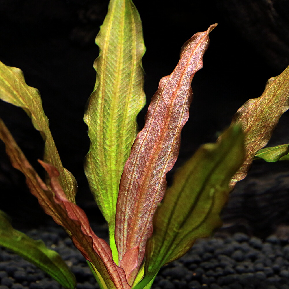 エキノドルススーパーレッド 大株 一株 エキノドルススーパーレッド 大