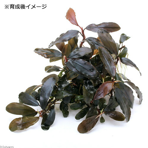 楽天市場】（水草）ブセファランドラsp．Shine Blue