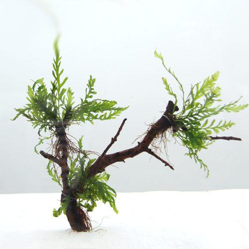 楽天市場】（水草）ボルビティス ヒュディロティ ブランチプチ（水中葉