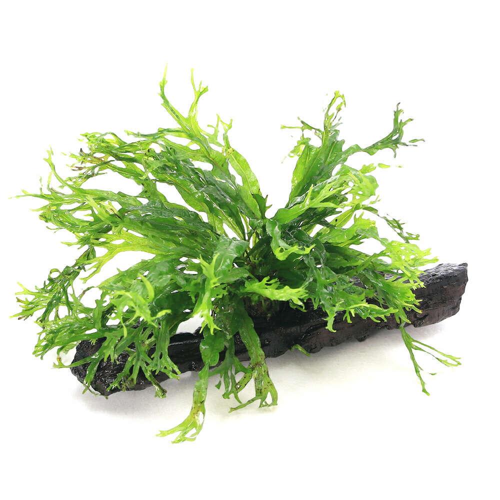 楽天市場】（水草）ミクロソリウム ウェンディロフ付き流木 トロピカ製