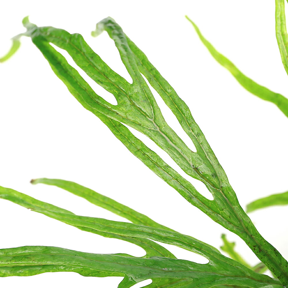 密生ミクロソリウムトライデントリーフ大株200葉以上が自然活着した