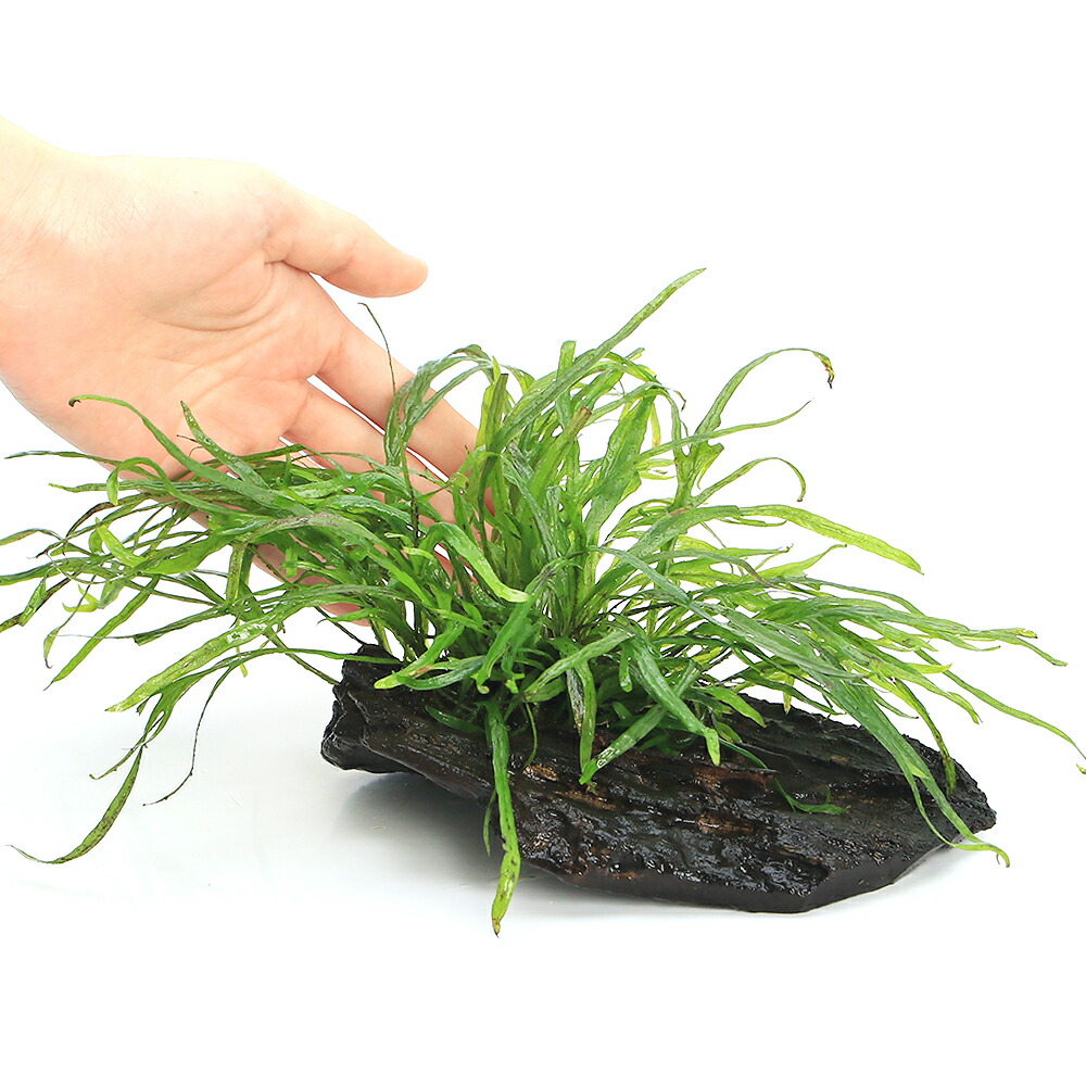 ボルビディスヒュディロティ ミクロソリウムトライデント