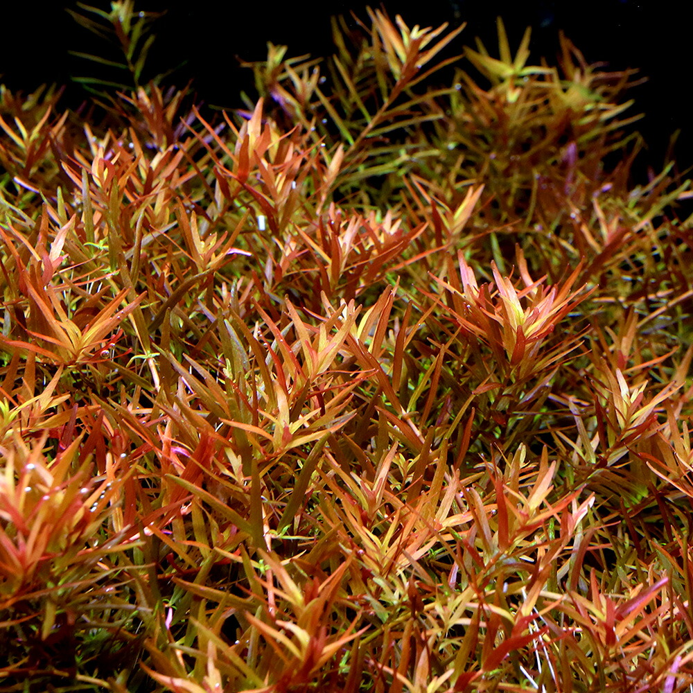 楽天市場】（水草）ロタラsp．香港（水中葉）（無農薬）（5本