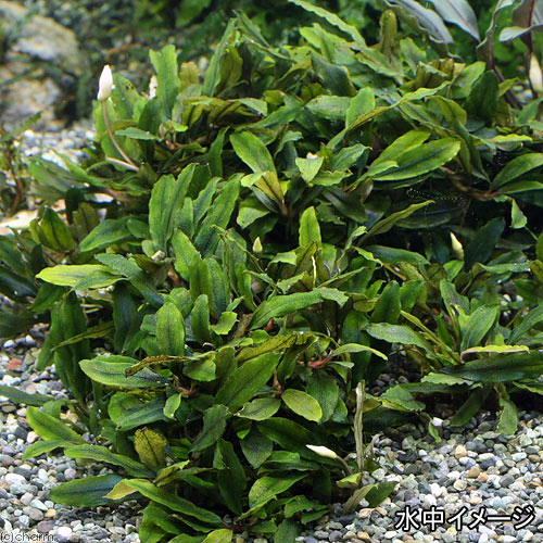 楽天市場】（水草）ブセファランドラsp．クアラクアヤン1（無農薬