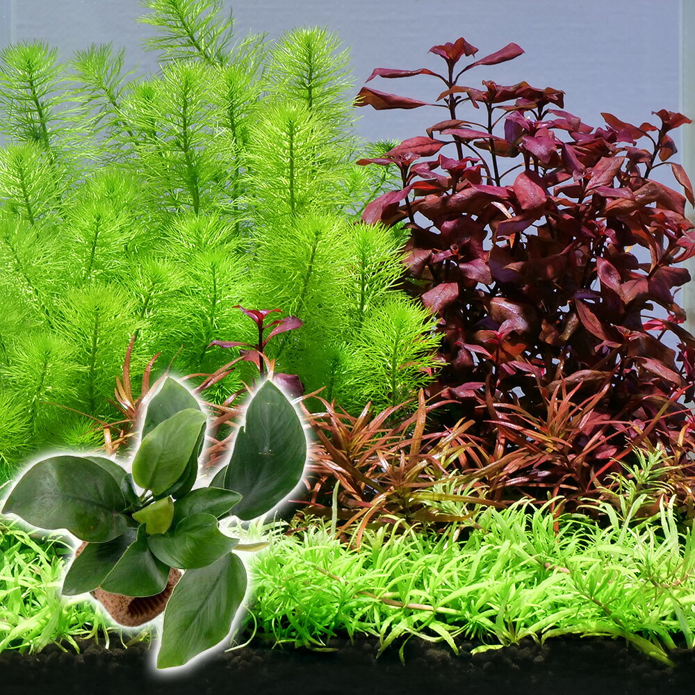 shima33【FOIL5枚セット】薄暗い裏通り 迷路庭園 草萌ゆる玄関 shima33