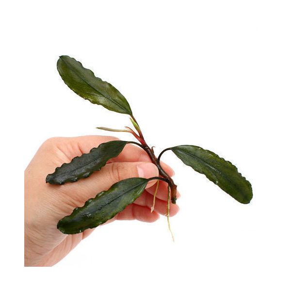 楽天市場】（水草）ブセファランドラsp．S．W シンタン（無農薬