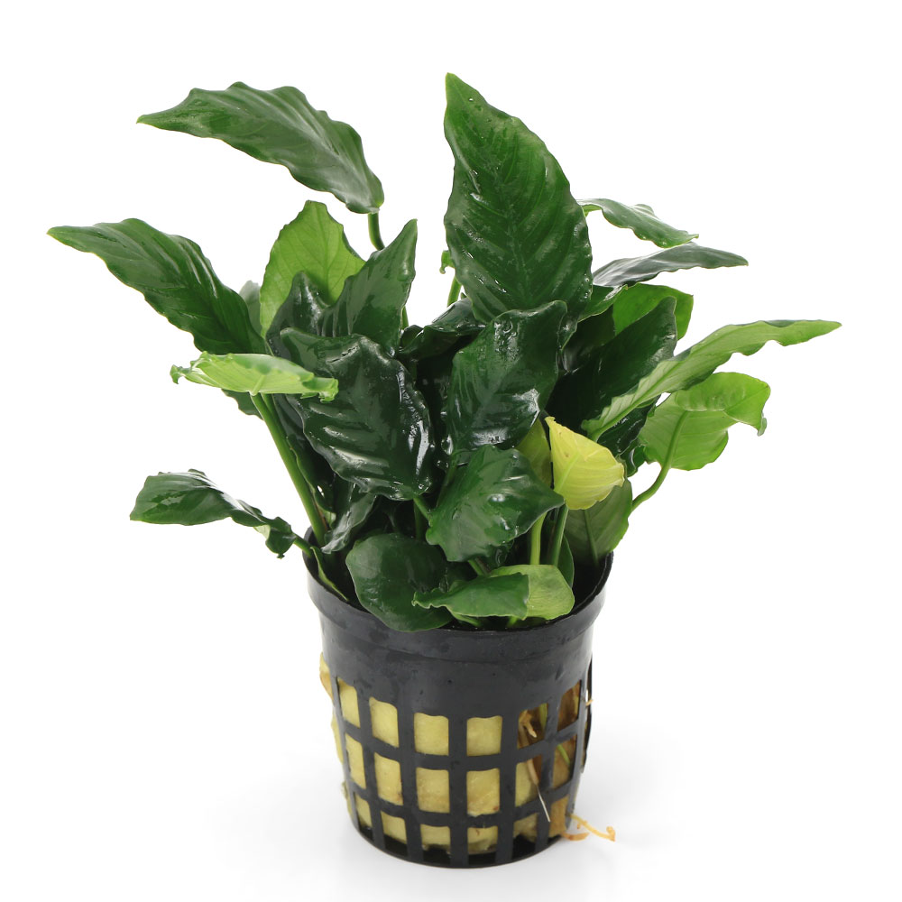 アヌビアスナナ 斑入りキング 2株 アヌビアスナナ斑入りキング Anubias