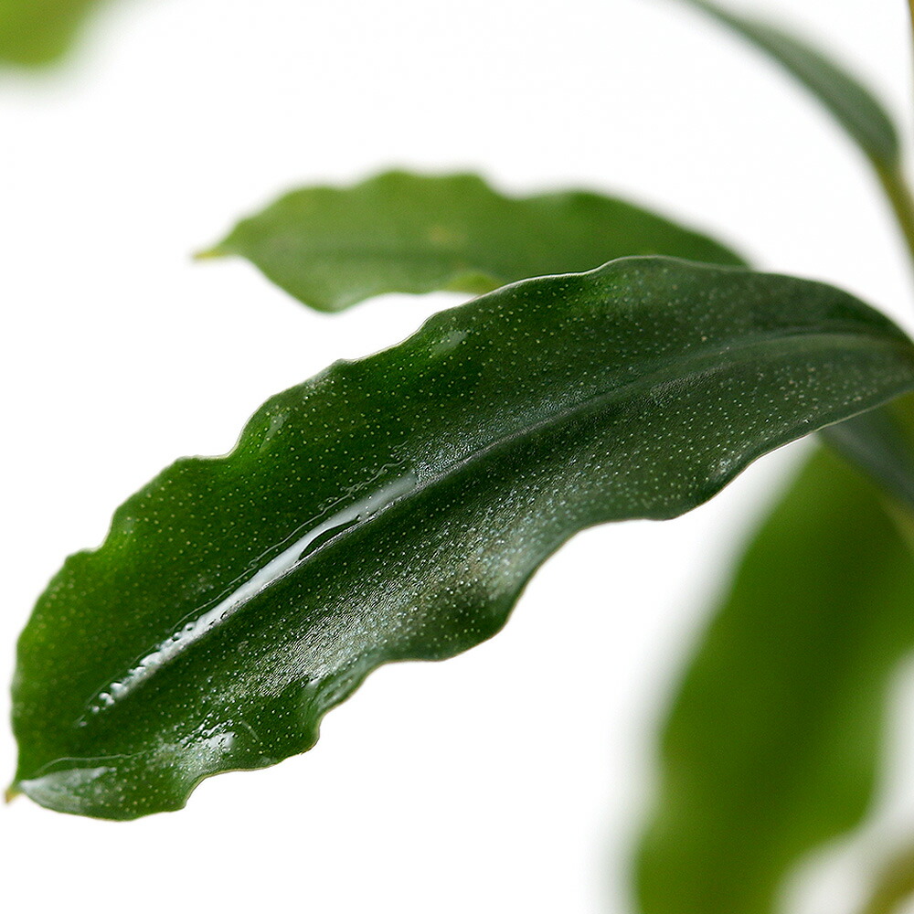 Bucepharandra ブセファランドラ new spices 新種水上葉 楽天市場