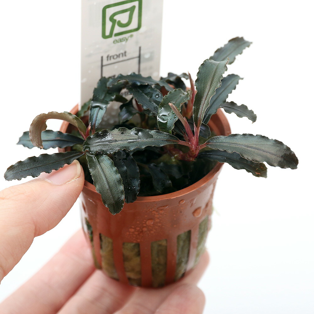 水草 Bucephalandra sp.