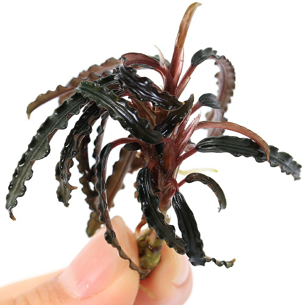 楽天市場】（水草）ブセファランドラsp．キャサリン レッド（東南便