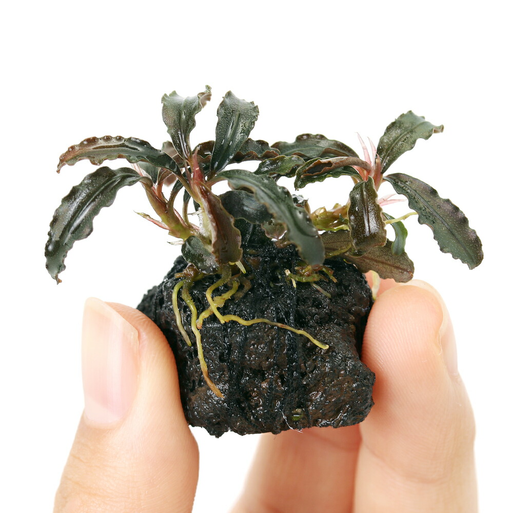 楽天市場】（水草）プチ溶岩石付き ブセファランドラsp．ゴジラ