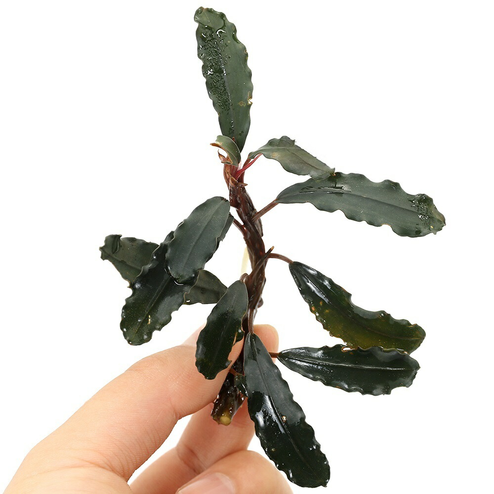 楽天市場】（水草）ブセファランドラsp．ティアレッド（水上葉）（1