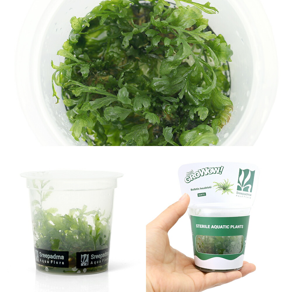 楽天市場】（水草）組織培養GROWOW！ ボルビティス