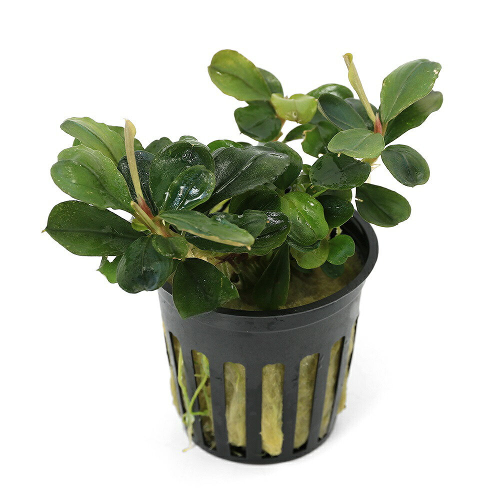 楽天市場】（水草）ブセファランドラsp．ムラウィ（水上葉）（1