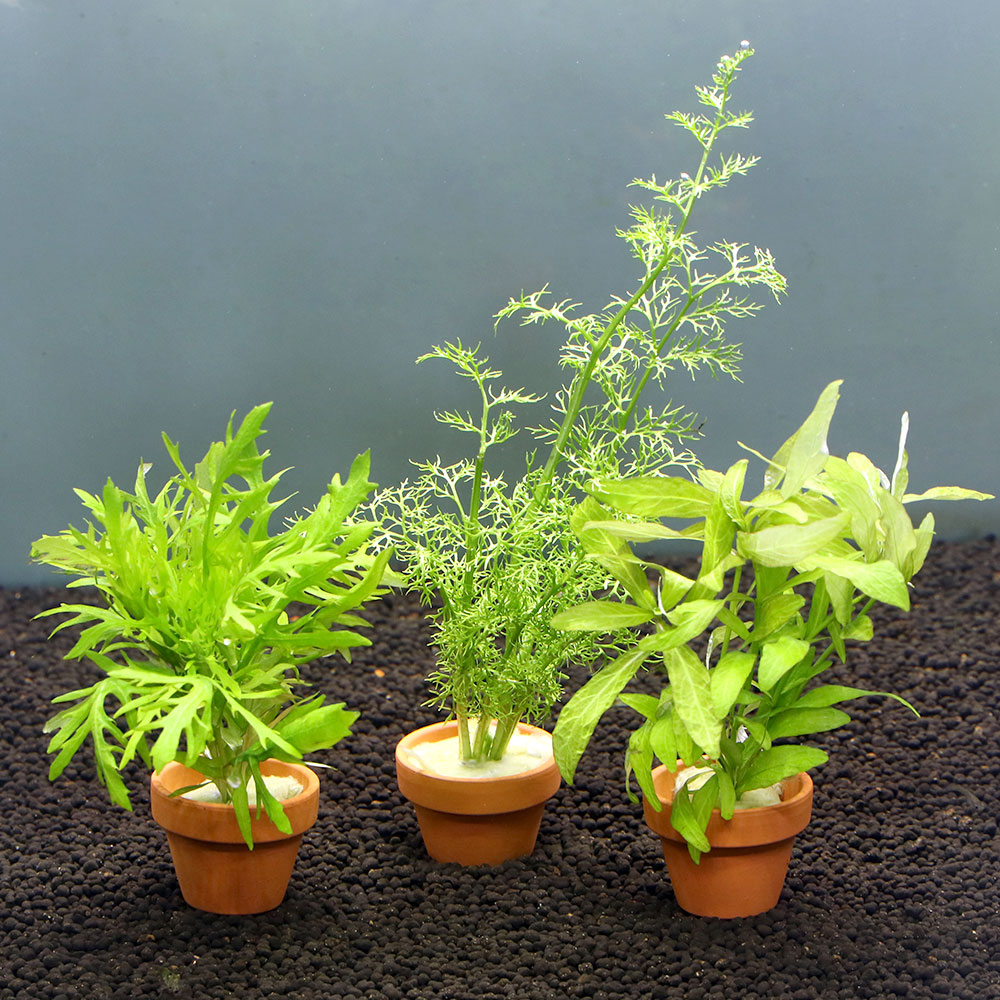 楽天市場】（水草）グッピー用水草 ミニ素焼き鉢セット（1セット