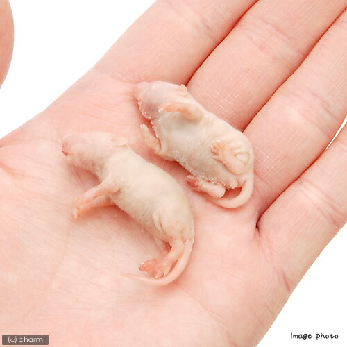 楽天市場】冷凍☆富城 ピンクマウスL（10匹）（約4cm）冷凍