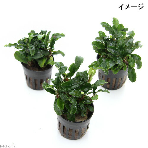 実生ブセ】Bucephalandra AL-hyb.004 実生ブセ】Bucephalandra cv.