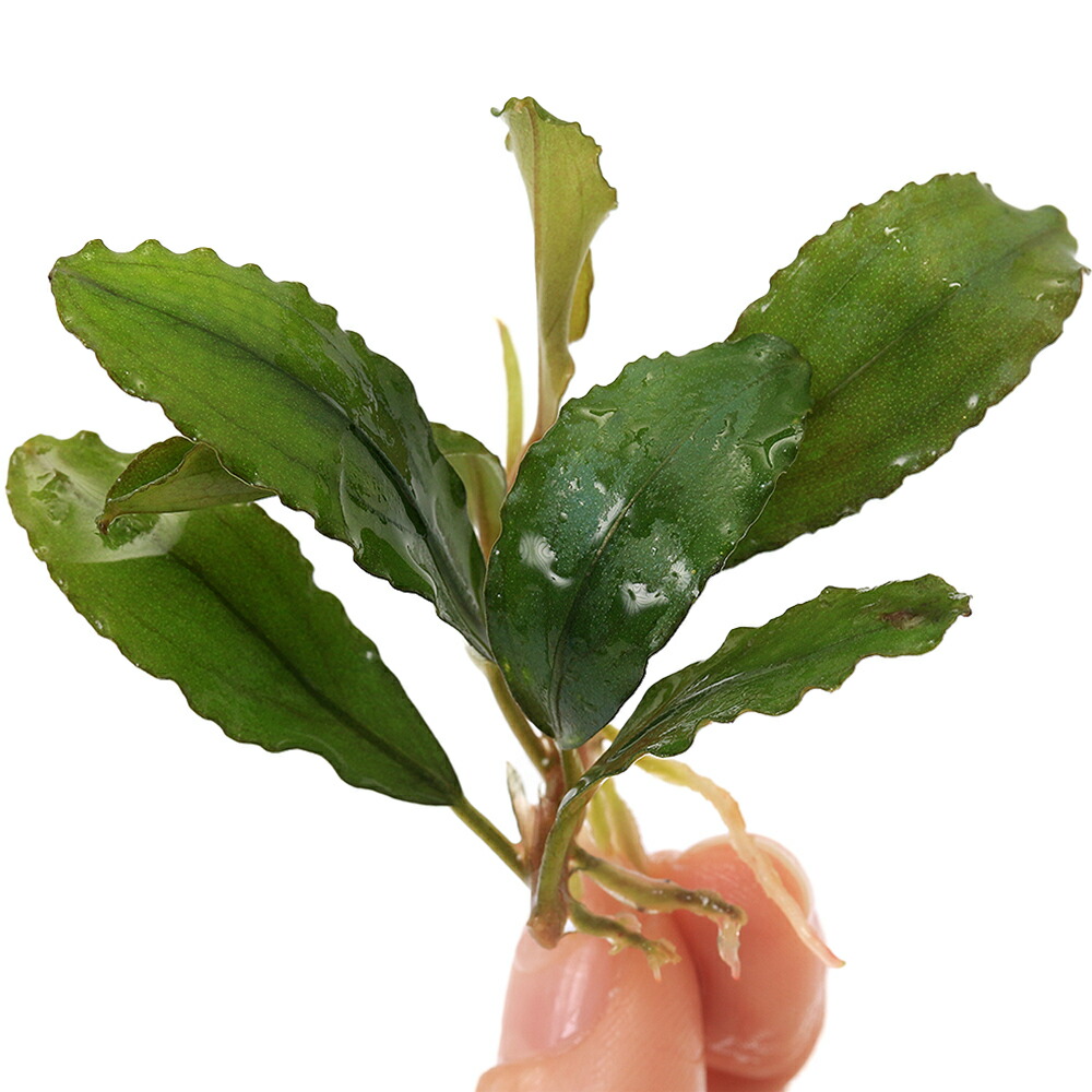 楽天市場】（水草）ブセファランドラsp．シャイニンググリーン