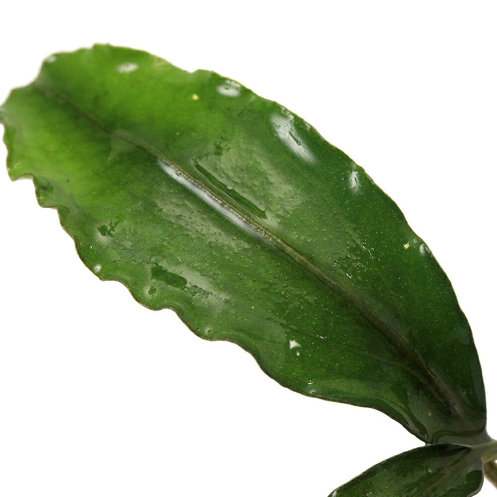 楽天市場】（水草）ブセファランドラsp．Nanga Taman