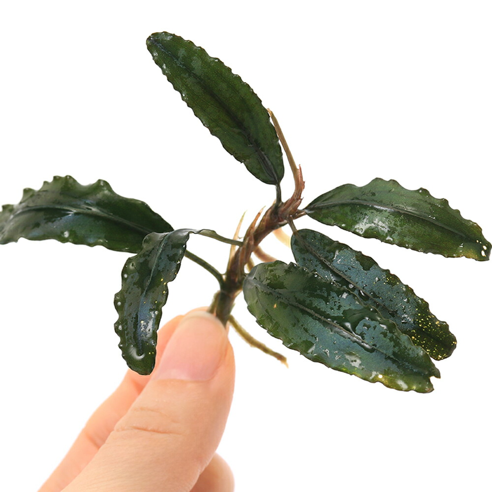 楽天市場】（水草）ブセファランドラsp．Centipede