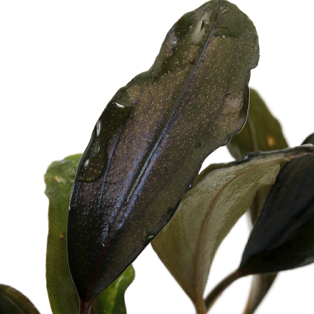 楽天市場】（水草）ブセファランドラsp．ゴースト2016（水上葉