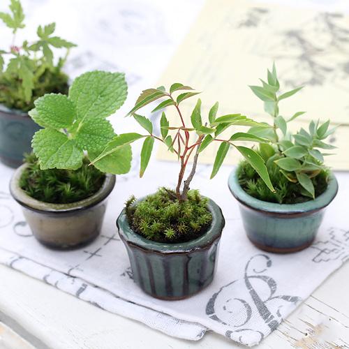 盆栽鉢 小品盆栽 山野草 392621-1.jpg