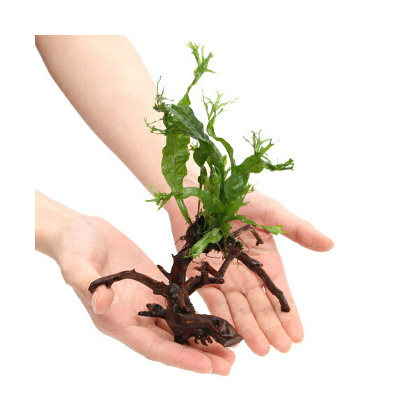 アーチ高 流木 大サイズ ウェンディロブ子株巻き アーチ高 流木 大