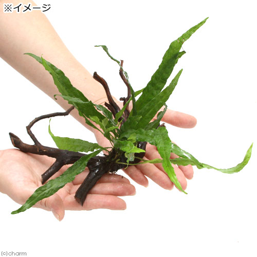 楽天市場】（水草）ミクロソリウム プテロプスsp．ソフトリーフ