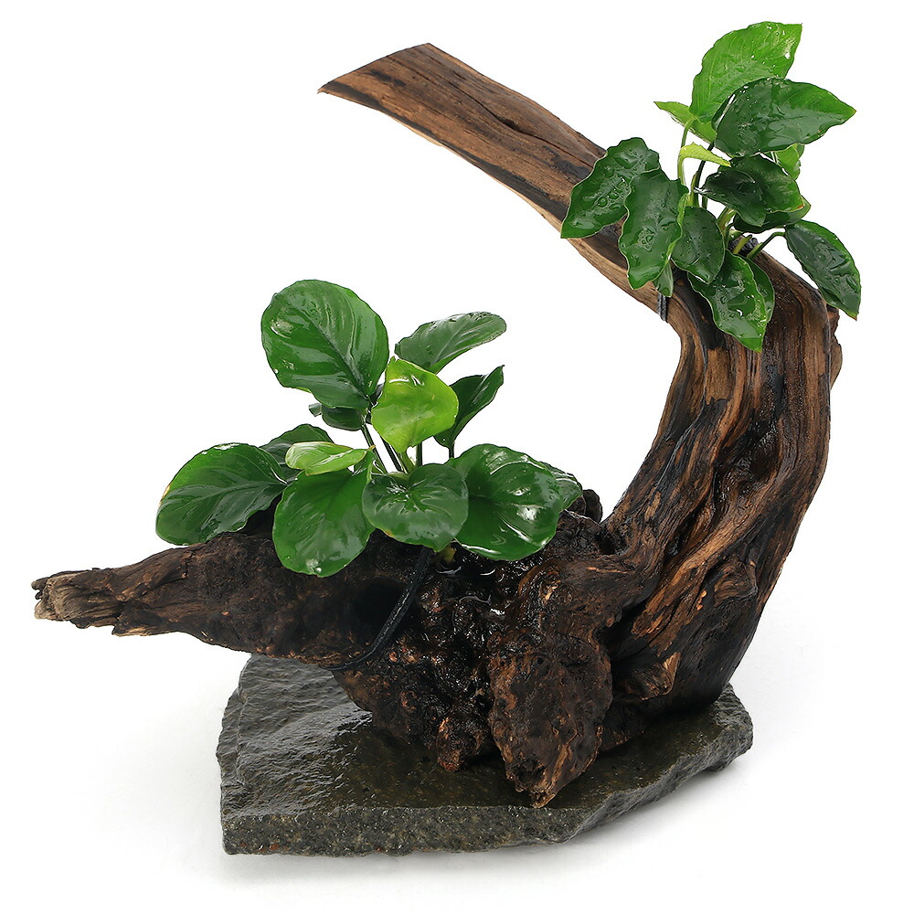 楽天市場】（水草）置くだけ簡単 レイアウト流木 アヌビアス2種付（1