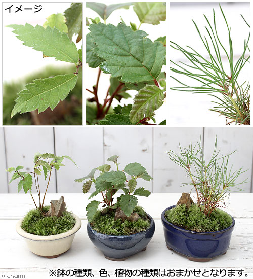 凡才 盆栽鉢 小品盆栽 山野草 凡才 盆栽鉢 小品盆栽 山野草