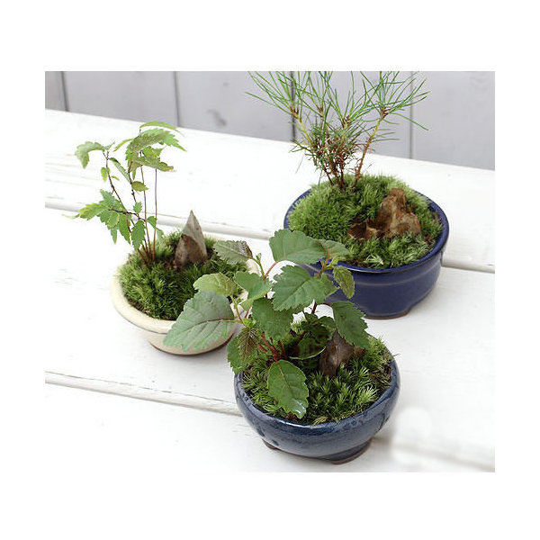 盆栽鉢 南蛮鉢②時代古鉢大型盆栽鉢詳細不明希少山野草