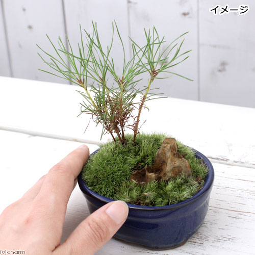 盆栽鉢 超希少時代松皮盆栽鉢手作りレア盆栽鉢植木鉢山野草鉢南蛮鉢