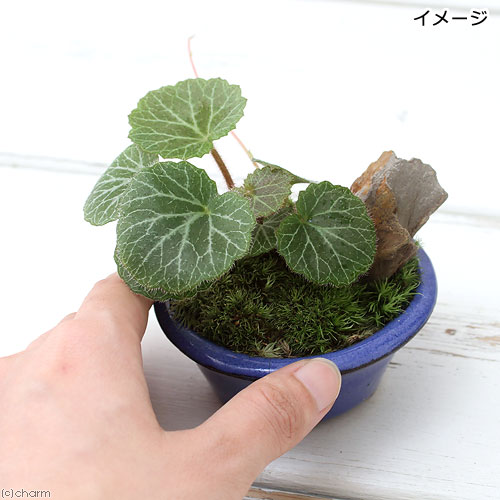 凡才 盆栽鉢 小品盆栽 山野草 盆栽鉢 小品盆栽 山野草 凡才 盆栽鉢