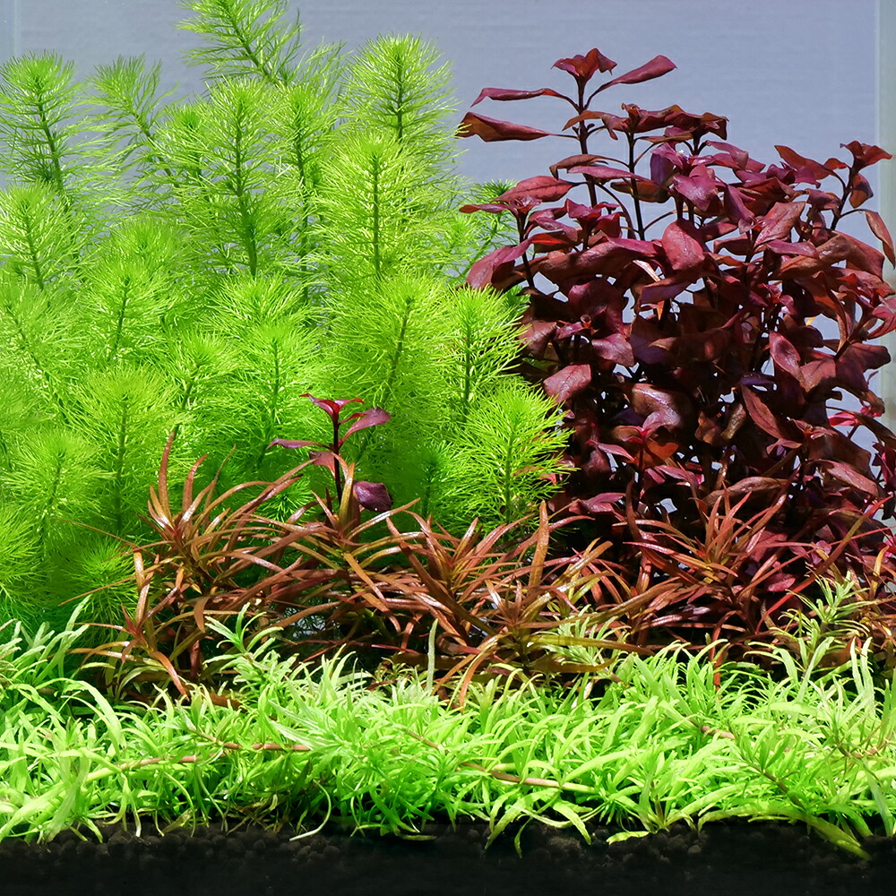 楽天市場】（水草）おまかせ水上葉 レイアウトセット 20cm水槽用