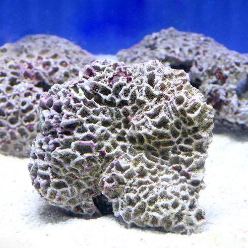 楽天市場】海水魚 ライブロックの通販