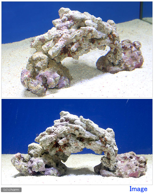 楽天市場】（海水魚）ライブロック 30cm水槽用アーチセット（形状